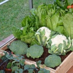 Palram Canopia Greenhouse Irrigation Kit -Lifetina Shop 702043 palram canopia greenhouse irrigation kit close up4 min