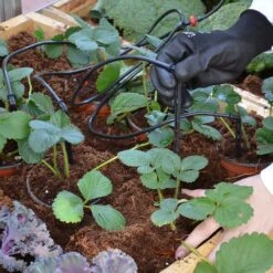 Palram Canopia Greenhouse Irrigation Kit -Lifetina Shop 702043 palram canopia greenhouse irrigation kit insitu1 min