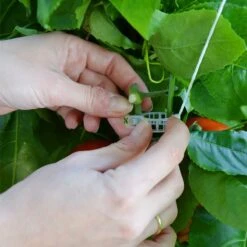 Palram Canopia Greenhouse Trellis Kit -Lifetina Shop 702420 02