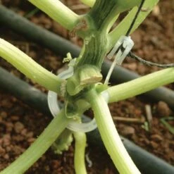 Palram Canopia Greenhouse Trellis Kit -Lifetina Shop 702420 palram canopia greenhouse trellis kit close up4 min