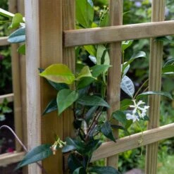 Forest Classic Dome Top Wooden Garden Pergola Arch 4'5 X 2'4 -Lifetina Shop cladtahd cladta 3