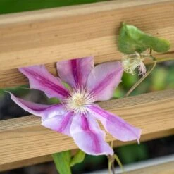 2'11 X 1'3 Forest Wooden Garden Living Wall Planter (0.9m X 0.39m) -Lifetina Shop livscrplant 3